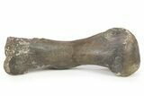 Sub-Adult Hadrosaur (Maiasaura) Metatarsal w/ Stand - Montana #265023-1